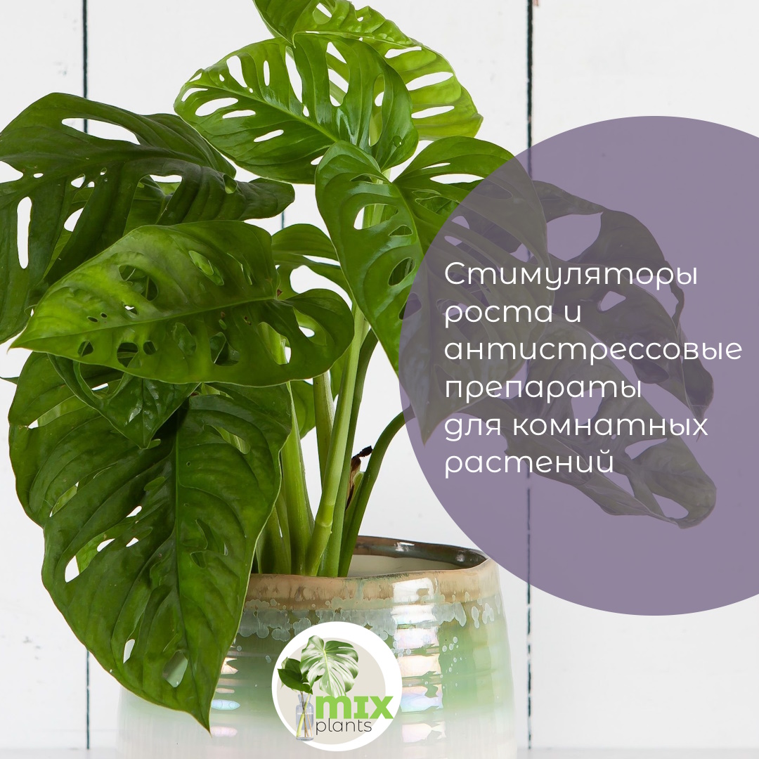 Стимуляторы роста и антистрессовые препараты для комнатных растений