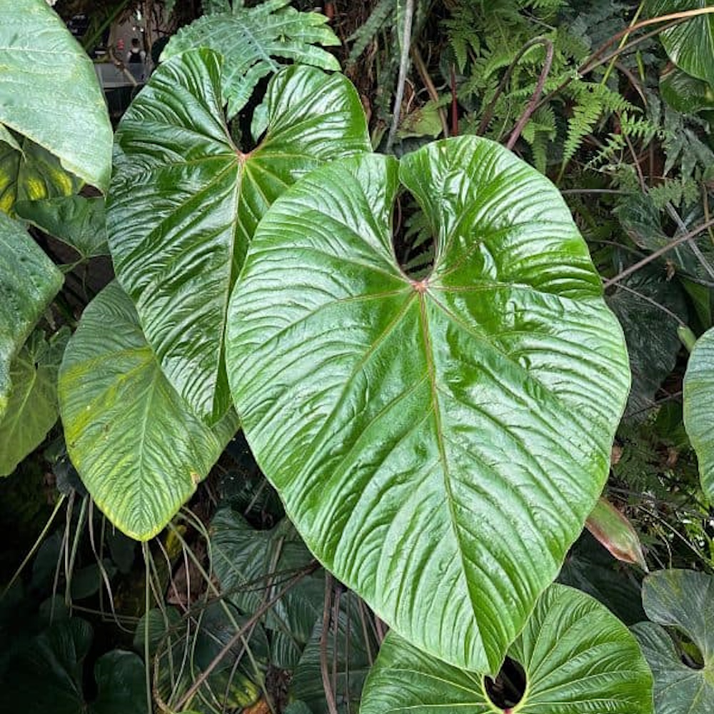 Антуриум Купулиспатум (Anthurium Cupulispathum)