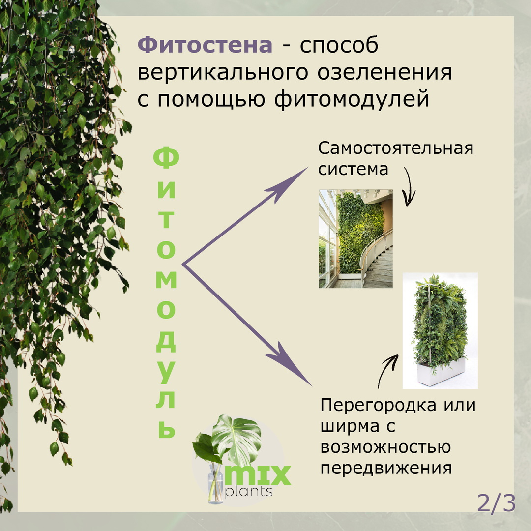 Вертикальное озеленение при помощи фитостен | Mixplants.ru