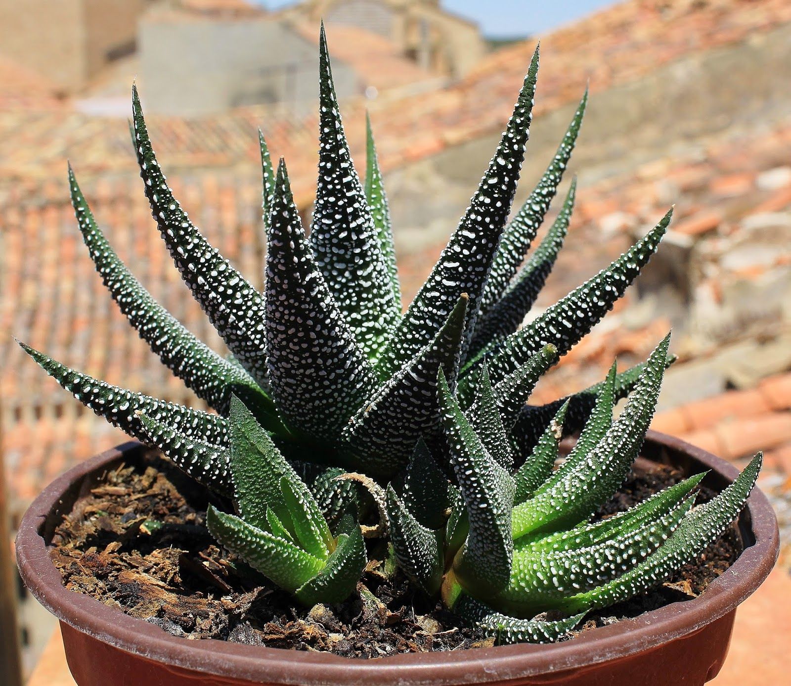 Haworthia attenuata