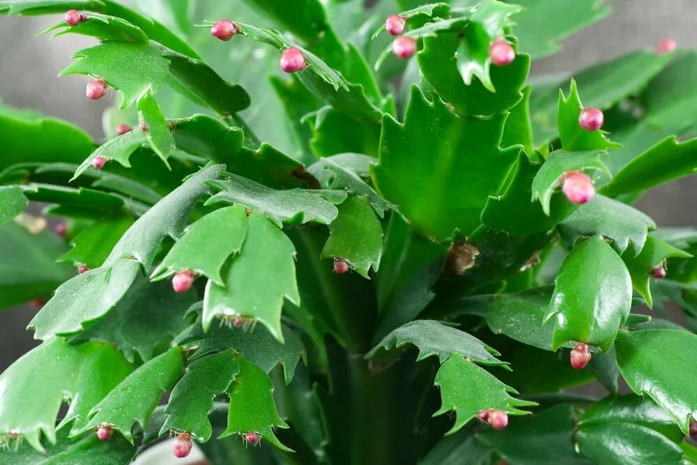 Schlumbergera opuntioides