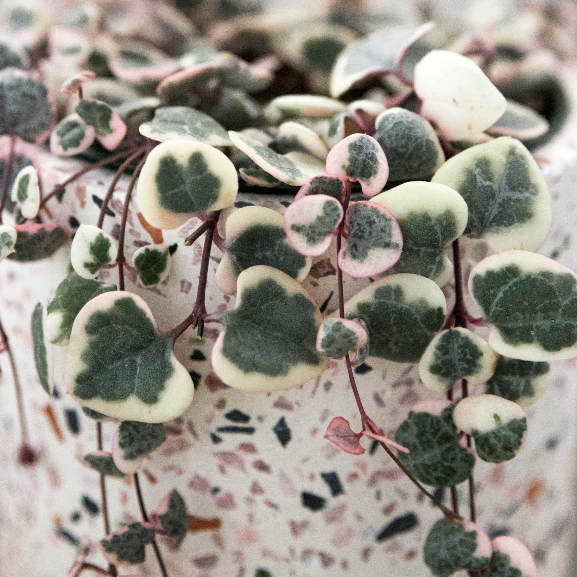 Ceropegia woodii