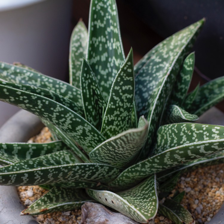 Gasteraloe (Гастералоэ или Гастролея)