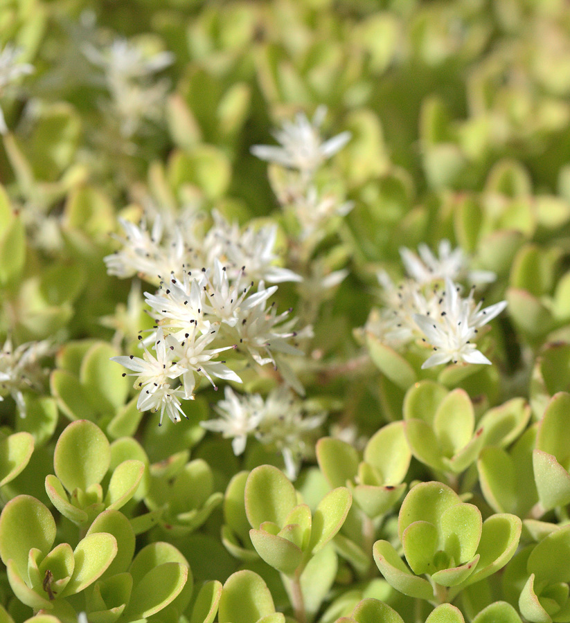 Sedum ternatum