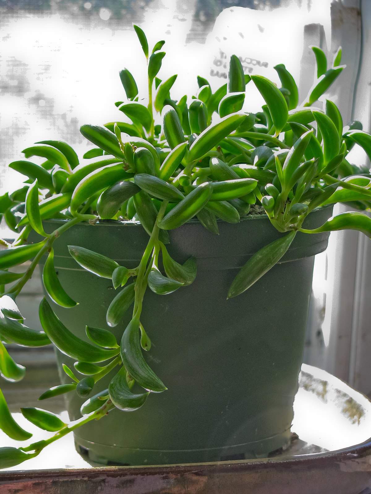 Senecio radicans