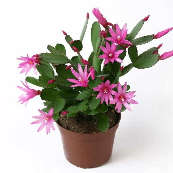 Schlumbergera truncata