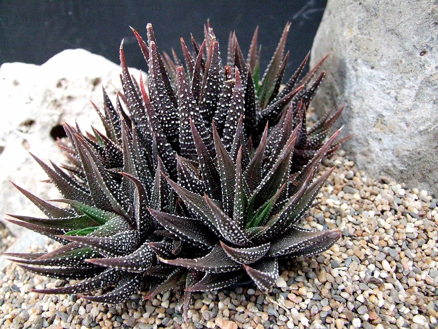 Haworthia margaritifera