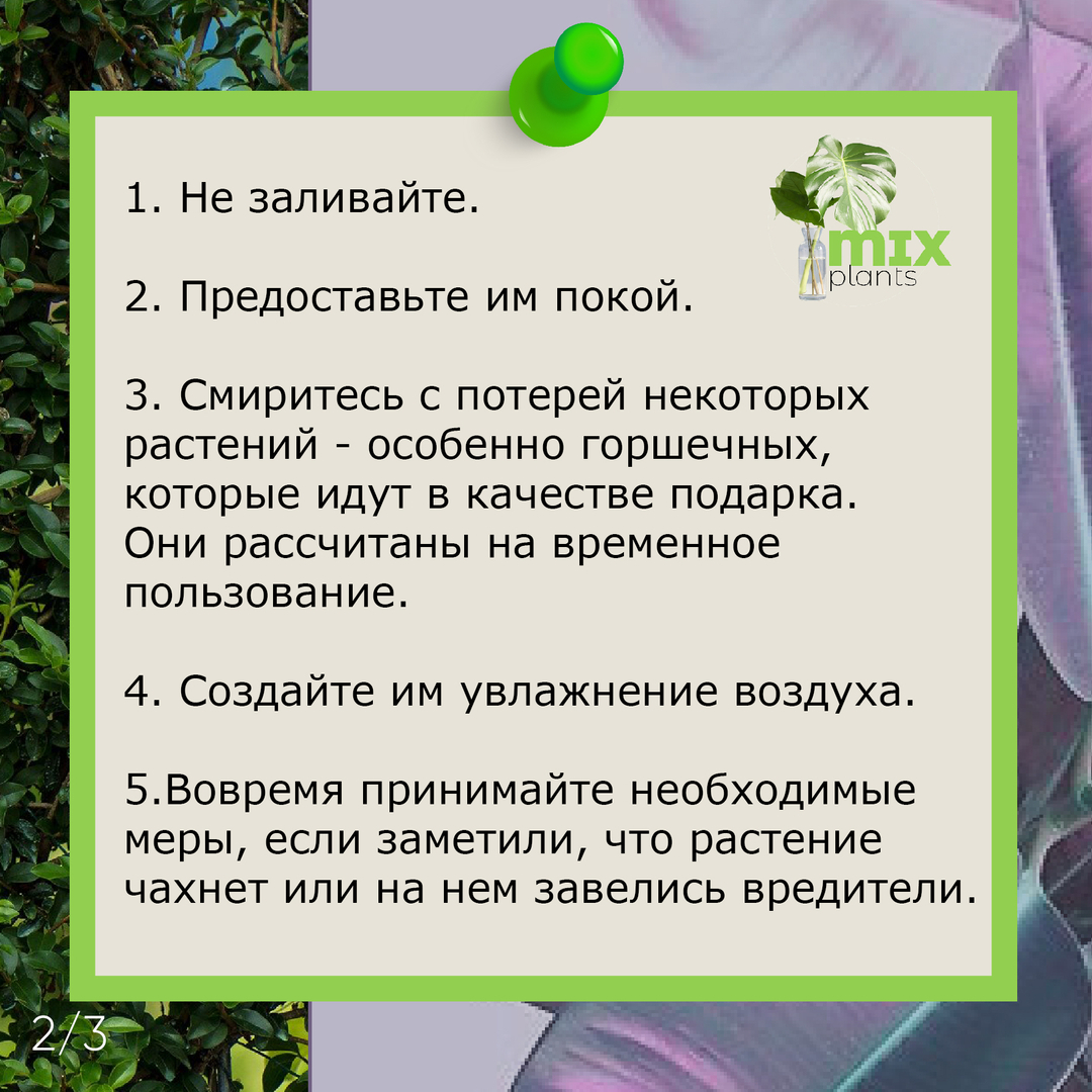 10 золотых правил по уходу за растениями