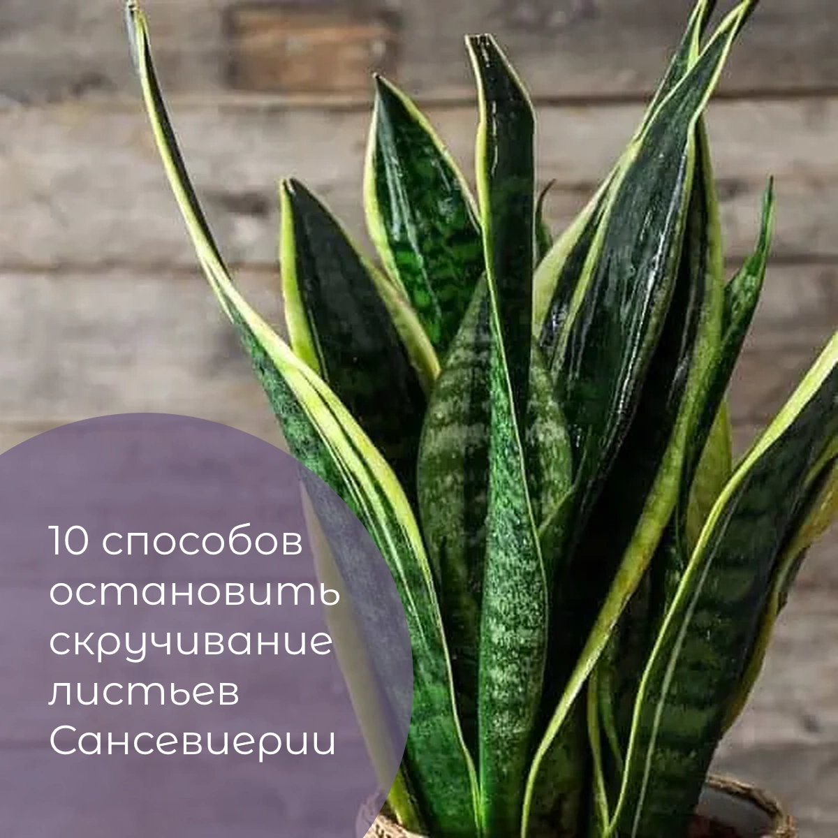 10 способов остановить скручивание листьев Сансевиерии
